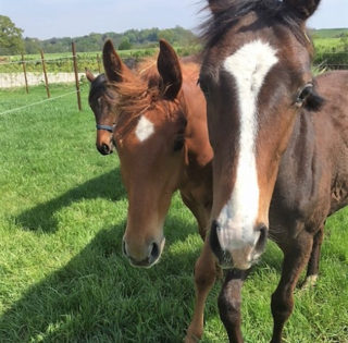 Bille Dressage Bille Dressage