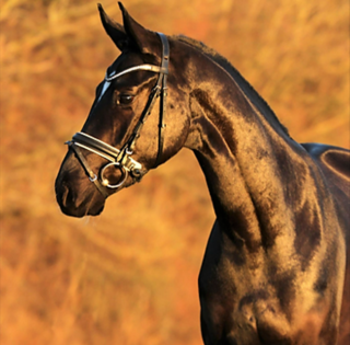 Bille Dressage Bille Dressage