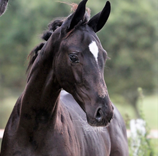 Bille Dressage Bille Dressage